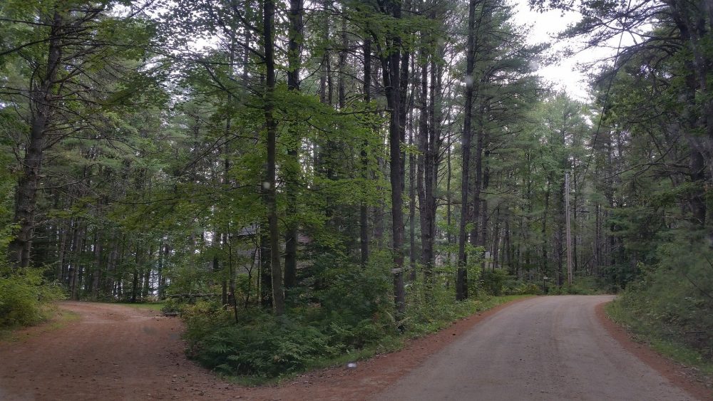 Ein Pfad im Wald teilt sich in zwei Richtungen