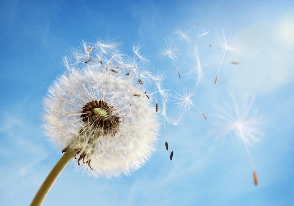 Pusteblume über blauen Himmel