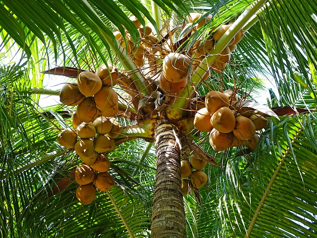 Kokospalme mit Kokosnüssen